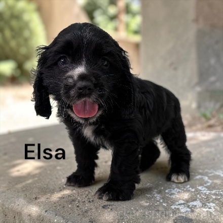 puppy, for, sale, Cocker Spaniel, Joe & Cherri  Overlease, dog, breeder, Miller, MO, dog-breeder, puppy-for-sale, forsale, nearby, find, puppyfind, locator, puppylocator, aca